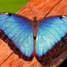 close-up-foto-grote-blauwe-vlinder-op-boomstam-wallpaper