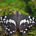 close-up-van-een-zwart-witte-vlinder-hd-vlinders-wallpaper