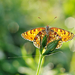 foto-van-een-mooie-vlinder-op-een-bloem-hd-vlinders-walpaper
