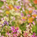 hd-achtergrond-met-een-mooie-vlinder-en-gekleurde-bloemen-wallpap