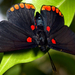 hd-achtergrond-van-een-zwarte-vlinder-met-rode-stippen-op-een-gro