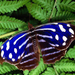 hd-blauwe-vlinder-op-een-tak-met-groene-bladeren-hd-vlinder-achte