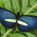 hd-mooie-achtergrond-met-een-blauwe-vlinder-op-een-groen-blad-hd-