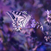 hd-mooie-achtergrond-met-vlinder-op-paarse-bloem-hd-vlinder-wallp