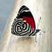 hd-vlinder-achtergrond-met-een-mooie-vlinder-op-een-houten-balk-w