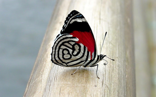 hd-vlinder-achtergrond-met-een-mooie-vlinder-op-een-houten-balk-w