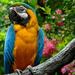 beautiful-orange-blue-parrot-wallpaper