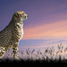 beautiful-wallpaper-of-a-sitting-cheetah-hd-cheetah-desktop-wallp