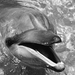 black-and-white-photo-with-a-dolphin-hd-animals-wallpapers