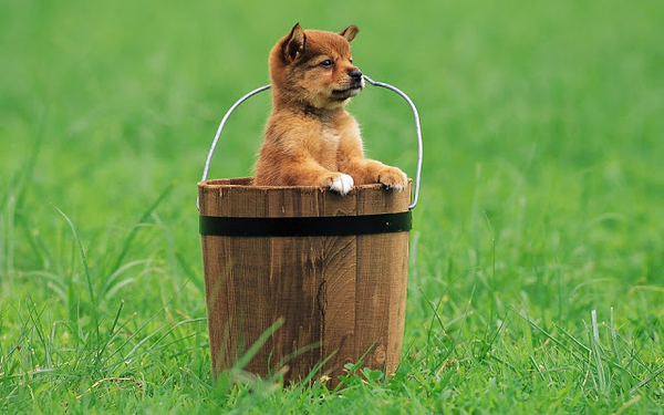 hd-dog-wallpaper-with-a-little-puppy-dog-in-a-wooden-bucket-hd-do