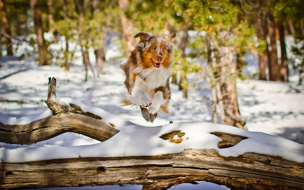 photo-dog-running-and-jumping-over-a-log-in-the-winter-hd-dogs-wa