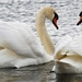 Pair_of_swans_hd_computer_resolution