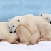 Polar_bears_family_PC_netbook