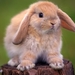 Rabbit_hd_laptop_resolution