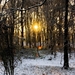 sunset-in-a-forest-and-snow-wallpaper