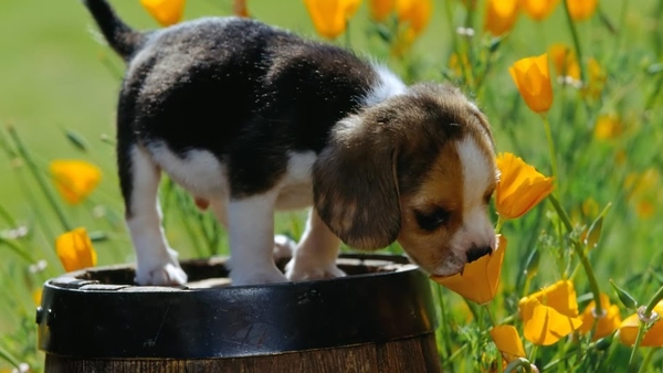 Bleus_de_gascogne_puppy_1366x768_backgrounds