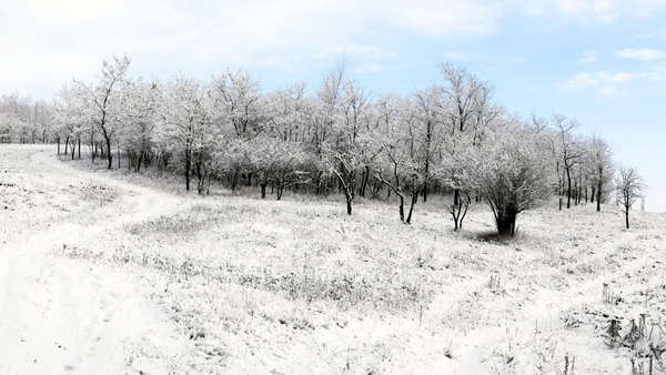 great-hd-wallpaper-with-white-trees-in-the-winter