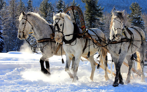 hd-wallpaper-with-horses-in-the-snow-pulling-a-sleigh