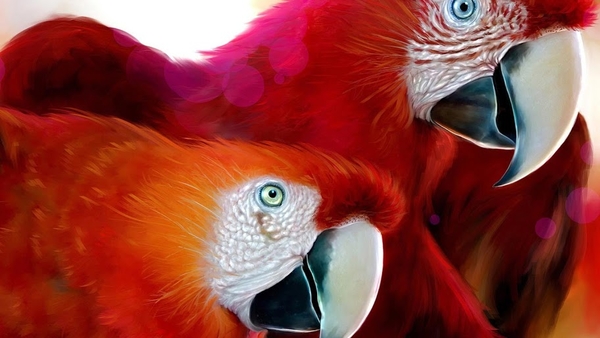 African_parrots_1366x768_laptops_hd_wallpaper