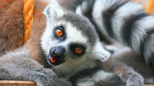 Lemur_1366x768_laptop