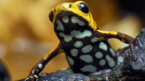 Poison_frog_laptop_background_1366x768