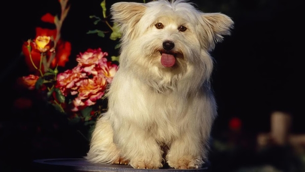 Coton_de_tulear_1366x768_laptop