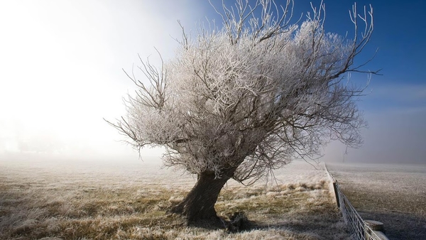 Frozen_tree_netbook_laptops