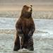 background-of-a-big-bear-standing-up-in-the-river-hd-bear-wallpap