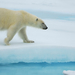 big-polar-bear-walking-on-ice-hd-animal-wallpaper-polar-bears