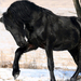 achtergrond-met-een-groot-zwart-paard-in-de-sneeuw-hd-paarden-wal