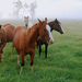 hd-achtergrond-met-bruine-paarden-in-een-weiland-met-gras-hd-wall