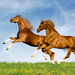 hd-achtergrond-met-twee-bruine-steigerende-paarden-wallpaper-foto