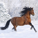 hd-paard-achtergrond-bruin-paard-in-de-sneeuw-wallpaper