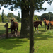 hd-paarden-achtergrond-met-bruine-paarden-in-het-weiland-paard-wa