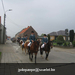 Afbeelding_209