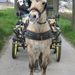 Sneukeltoch 13-4-2008 047