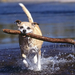 Africanis_South_African_dog