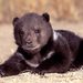 American_black_bear_cub