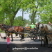 gordel 2009 (107)