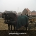 IMG_6111 (Large)