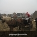 IMG_6113 (Large)