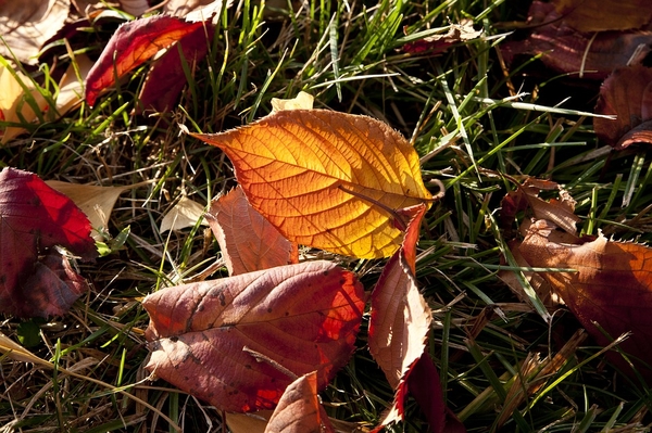 autumn-leaves-2913046_960_720