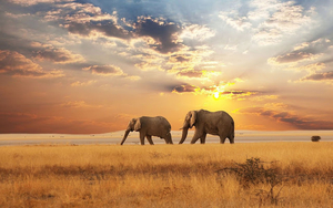 landschap-met-twee-olifanten-en-een-ondergaande-zon-hd-olifanten-