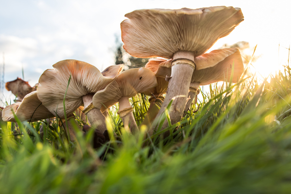 weelderig tussen het gras
