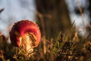 gloed van de ondergaande zon