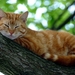 Ginger_cat_-_Highest_position