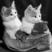 Kittens_photography_wallpaper