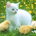 Kitty_and_Chicken_-_a_friends