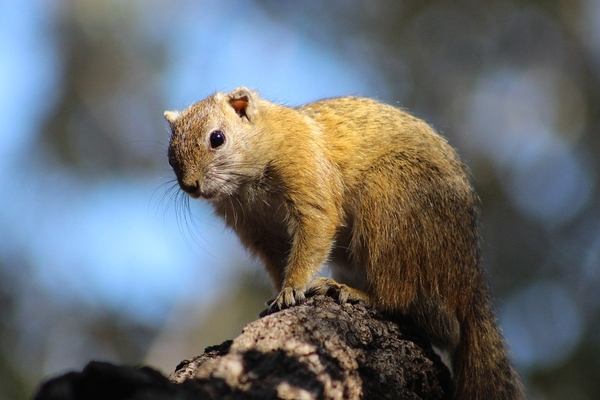 squirrel-2336558_960_720