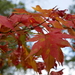 Herfst